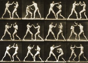 アニマルロコモーションのボクシング二人。シリーズ、c.1881 作： Eadweard Muybridge